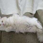 ヒメ日記 2026/03/18 14:49 投稿 れいな 完熟ばなな八王子