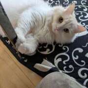 ヒメ日記 2026/04/09 08:29 投稿 れいな 完熟ばなな八王子