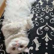 ヒメ日記 2026/04/23 09:09 投稿 れいな 完熟ばなな八王子