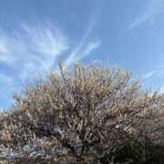 ヒメ日記 2025/03/08 14:08 投稿 りえ 東京妻