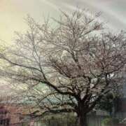 ヒメ日記 2025/04/06 14:28 投稿 りえ 東京妻