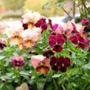 ヒメ日記 2025/12/09 09:18 投稿 加勢(かせ) 八王子人妻城