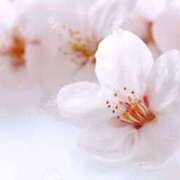 ヒメ日記 2026/04/05 13:03 投稿 加勢(かせ) 八王子人妻城