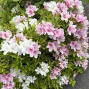 ヒメ日記 2026/04/23 13:24 投稿 湊-みなと MSC 妄想紳士倶楽部 鶯谷店