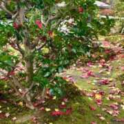 音喜多　めぐ 寒いです… エテルナ京都