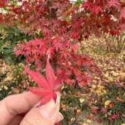 ヒメ日記 2025/12/10 11:33 投稿 もみじ モアグループ南越谷人妻花壇