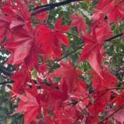 ヒメ日記 2025/12/25 10:03 投稿 もみじ モアグループ南越谷人妻花壇