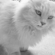 ヒメ日記 2025/03/27 22:14 投稿 鳴宮 つばさ マーベリック横浜