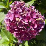 ヒメ日記 2025/06/29 22:04 投稿 鳴宮 つばさ マーベリック横浜