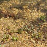 ヒメ日記 2025/02/19 20:28 投稿 今井 まこと 人妻の雫 岡山店