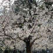 ヒメ日記 2025/04/04 16:54 投稿 今井 まこと 人妻の雫 岡山店