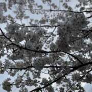 ヒメ日記 2025/04/06 10:14 投稿 今井 まこと 人妻の雫 岡山店