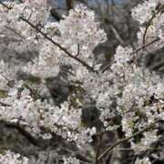 ヒメ日記 2025/04/07 15:24 投稿 今井 まこと 人妻の雫 岡山店