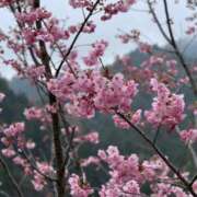 ヒメ日記 2025/04/12 21:24 投稿 今井 まこと 人妻の雫 岡山店