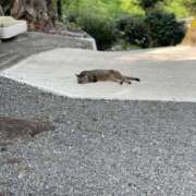 ヒメ日記 2025/07/17 19:44 投稿 今井 まこと 人妻の雫 岡山店
