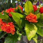 ヒメ日記 2025/07/27 07:54 投稿 今井 まこと 人妻の雫 岡山店