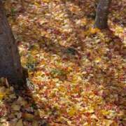 ヒメ日記 2025/11/25 10:24 投稿 今井 まこと 人妻の雫 岡山店