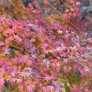 今井 まこと お疲れ様です。 人妻の雫 岡山店