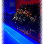 ヒメ日記 2025/04/17 16:48 投稿 いろ セレブクエスト-koshigaya-