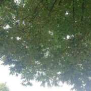 ヒメ日記 2025/07/06 09:11 投稿 いろ セレブクエスト-koshigaya-