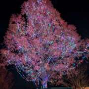 ヒメ日記 2024/12/24 00:21 投稿 せいら モアグループ小山人妻花壇