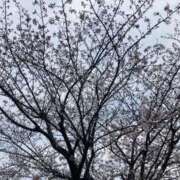 かのん 春らんまん おいしい人妻熟女