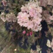 ヒメ日記 2025/04/19 22:20 投稿 ルゥ 人妻生レンタル