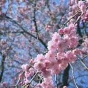 ヒメ日記 2025/04/26 18:54 投稿 ルゥ 人妻生レンタル