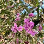 ヒメ日記 2025/07/26 20:35 投稿 ルゥ 人妻生レンタル