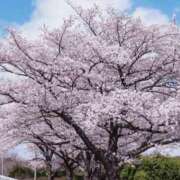 ヒメ日記 2025/03/30 10:03 投稿 つかさ 完熟ばなな千葉店