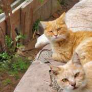 ヒメ日記 2025/08/31 23:58 投稿 ゆいか 甲府人妻城