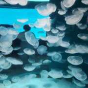 ヒメ日記 2025/08/22 13:17 投稿 あきよ 快楽夫人