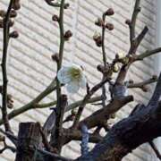 ヒメ日記 2025/02/16 08:26 投稿 あすか 千葉松戸ちゃんこ