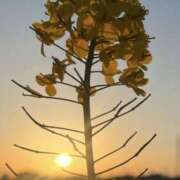 ヒメ日記 2025/04/06 20:48 投稿 あすか 千葉松戸ちゃんこ