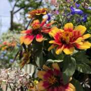 ヒメ日記 2025/06/04 14:06 投稿 あすか 千葉松戸ちゃんこ