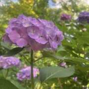 ヒメ日記 2025/09/02 08:09 投稿 あすか 千葉松戸ちゃんこ