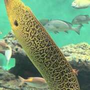 ヒメ日記 2025/09/13 18:52 投稿 あすか 千葉松戸ちゃんこ