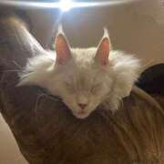 ヒメ日記 2025/09/20 10:49 投稿 あすか 千葉松戸ちゃんこ