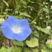 ヒメ日記 2025/10/28 08:23 投稿 あすか 千葉松戸ちゃんこ