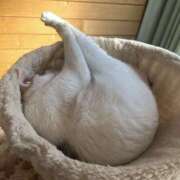 ヒメ日記 2026/03/16 06:35 投稿 あすか 千葉松戸ちゃんこ