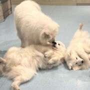 ヒメ日記 2026/04/17 07:58 投稿 あすか 千葉松戸ちゃんこ