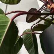 ヒメ日記 2026/02/14 08:20 投稿 えあ THE ESUTE 五反田店