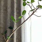 ヒメ日記 2025/06/18 06:27 投稿 えあ THE ESUTE 渋谷