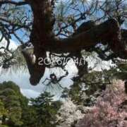 ヒメ日記 2026/04/11 08:17 投稿 えあ THE ESUTE 渋谷