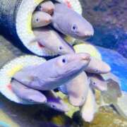 ヒメ日記 2025/02/03 16:57 投稿 しおり 素敵な女の子は好きですか？