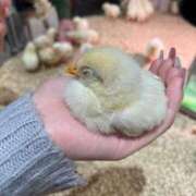 ヒメ日記 2025/03/25 15:24 投稿 しおり 素敵な女の子は好きですか？