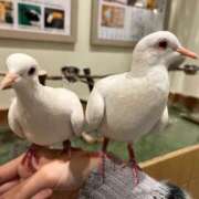 ヒメ日記 2025/03/26 17:04 投稿 しおり 素敵な女の子は好きですか？