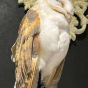 ヒメ日記 2025/06/10 15:12 投稿 しおり 素敵な女の子は好きですか？