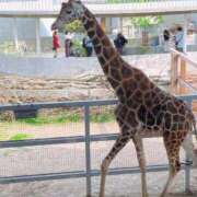 ヒメ日記 2025/06/24 14:42 投稿 しおり 素敵な女の子は好きですか？