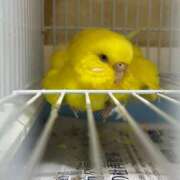 ヒメ日記 2025/07/21 07:09 投稿 しおり 素敵な女の子は好きですか？